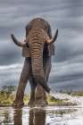 South Africa. Elephant squirting water at waterhole. Art Print